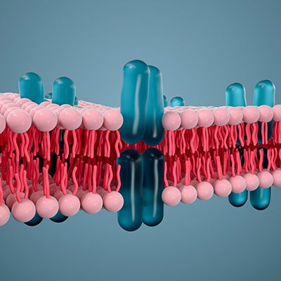 Icon - 3D Darstellung Zellmembran